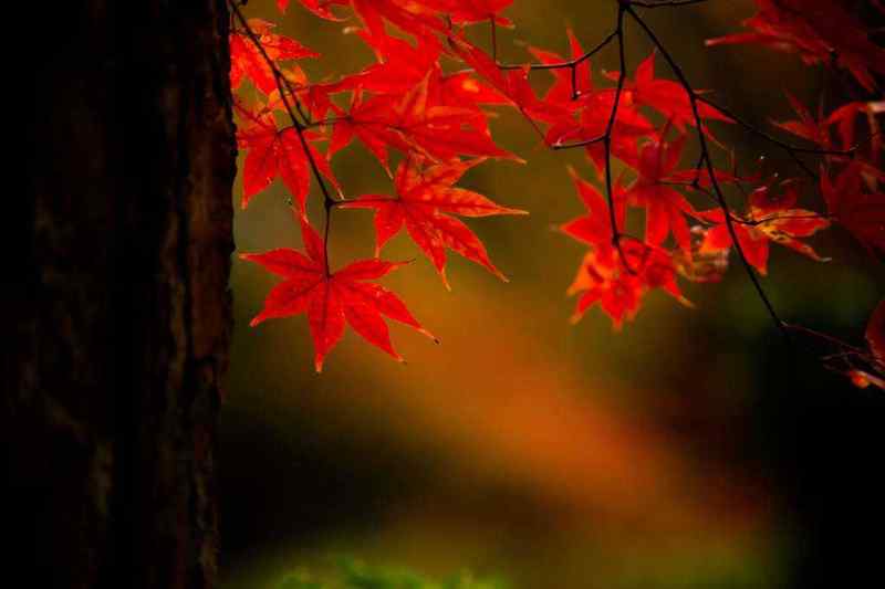 京都・一乗寺「曼殊院」と「圓光寺」