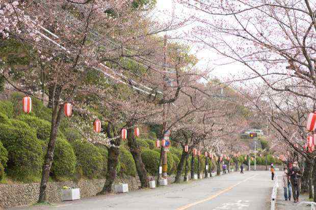 桜だけじゃなくて動物まで！？池田にある「五月山公園」