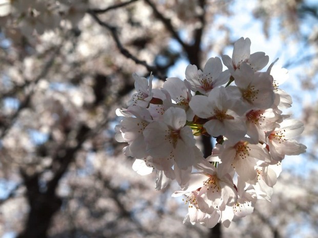 背景も桜