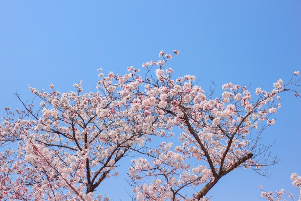 背景を空にする