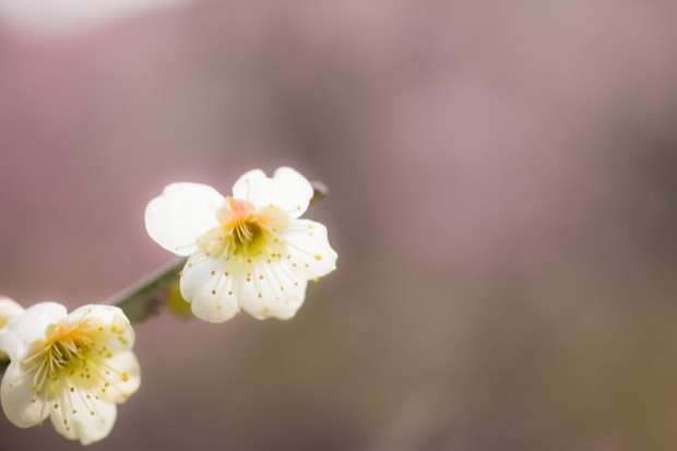 カメラ超初心者に贈る！(18)春の始まりは梅から。梅の撮影方法です。桜にも応用が効く！